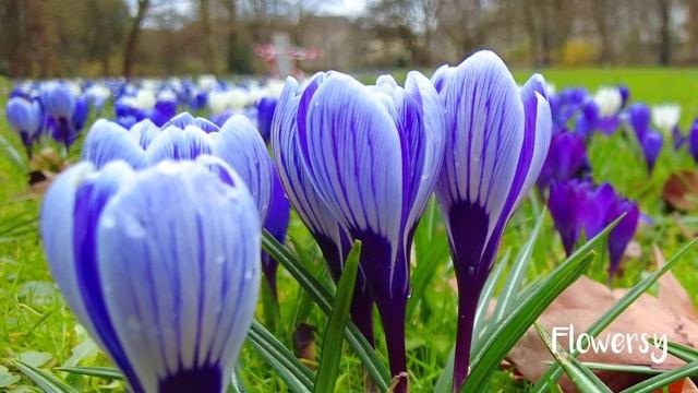 rich symbolism, beautiful crocus flowers, germany tour смотреть онлайн