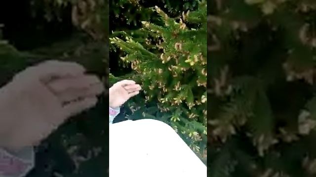 Сбор еловой пыльцы,ценной биологически активной природной добавки . смотреть онлайн