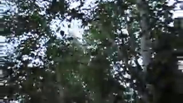 Курцхаар работает по кунице смотреть онлайн