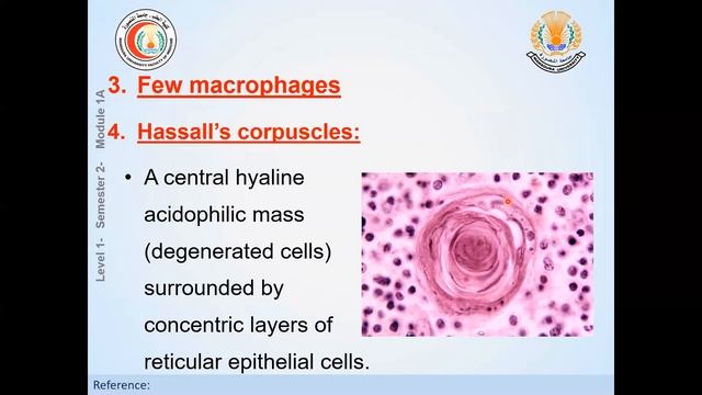 Histology of Lymphatic system "part I" (thymus & lymph node) смотреть онлайн