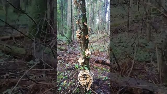 Опята-альбиносы на пике сезона... Редкое удовольствие! смотреть онлайн