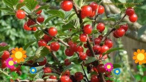 Вишня войлочная Натали. Краткий обзор, описание характеристик, где купить саженцы Натали