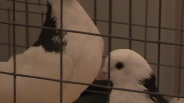 Выставка высоколетных пород голубей в Александрове 08.12.2018г. смотреть онлайн