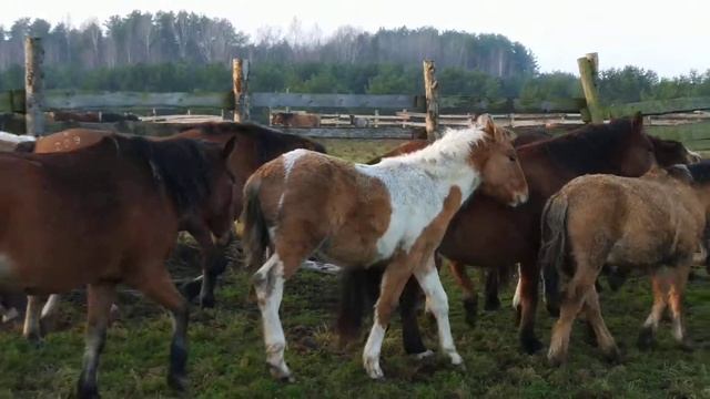 Пегий жеребенок башкирской породы продается. 20 тыс. смотреть онлайн