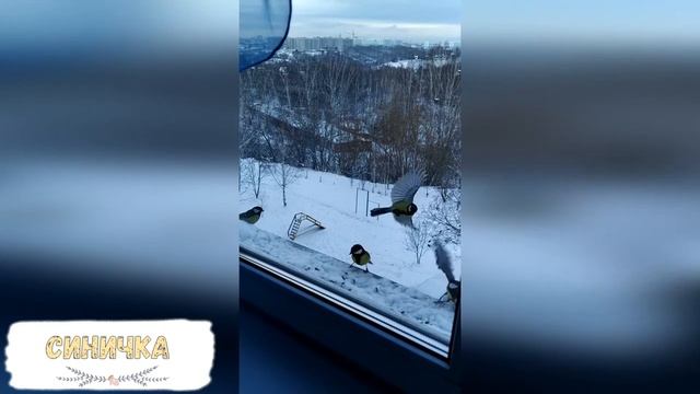 "Синичка" авторское стихотворение Инги Дмитриевой-Гвоздь смотреть онлайн