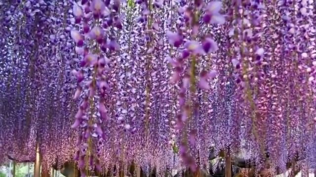 Самое красивое дерево в мире глициния смотреть онлайн