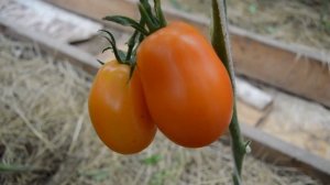 Сорт -"ОЛЕСЯ". Томаты от Фёдора.