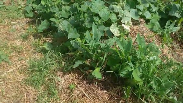 Соломенное земледелие 14 часть