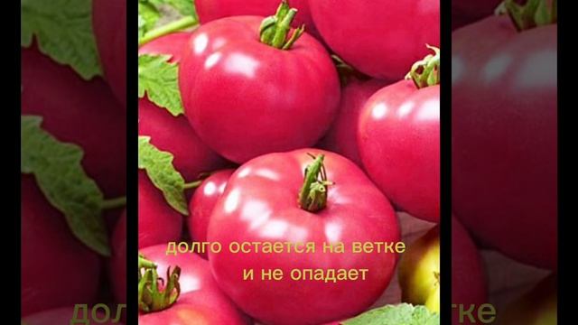 Томат Розовая мечта смотреть онлайн