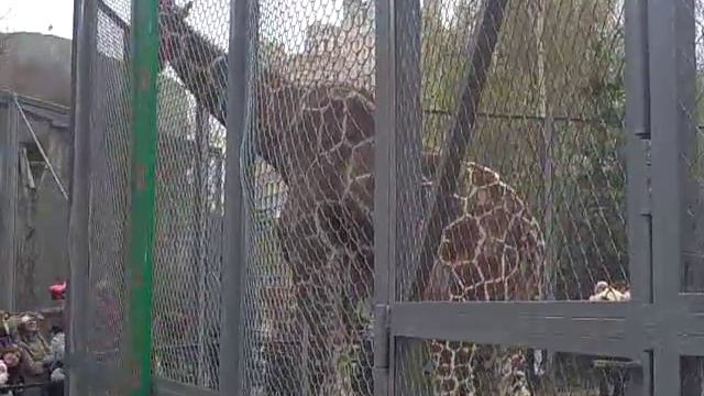 московский жираф смотреть онлайн