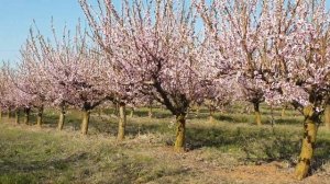 ПЕРСИКОВЫЕ САДЫ КРЫМА 2020! ИЗОБИЛИЕ АРОМАТНЫХ ФРУКТОВ ОБЕСПЕЧЕНО!!!