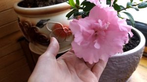 МОИ КОМНАТНЫЕ ЦВЕТЫ ОБЗОР