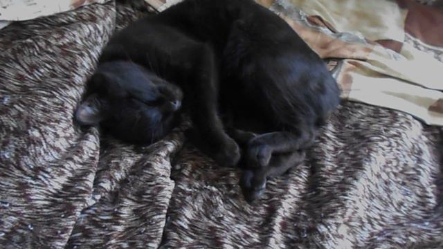 Мой кот Черныш!! смотреть онлайн