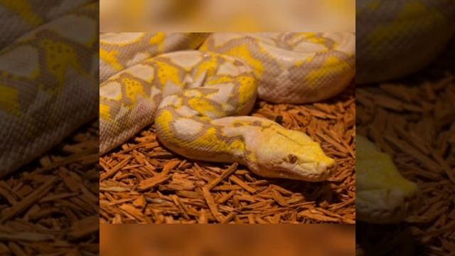 #Snake/ Yellow Snakes / Some Beautiful Yellow Snakes ??