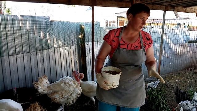 Почему мои индюки быстро растут. Чем кормить индюков летом. смотреть онлайн