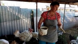 Почему мои индюки быстро растут. Чем кормить индюков летом.