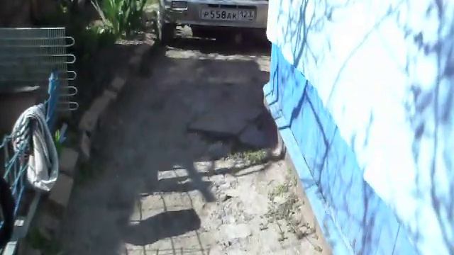 Собака - администратор двора смотреть онлайн