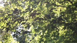 Граб обыкновенный