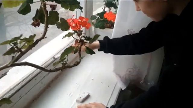 ❀ Любимым Учителям ❀С 8 марта ❀ смотреть онлайн