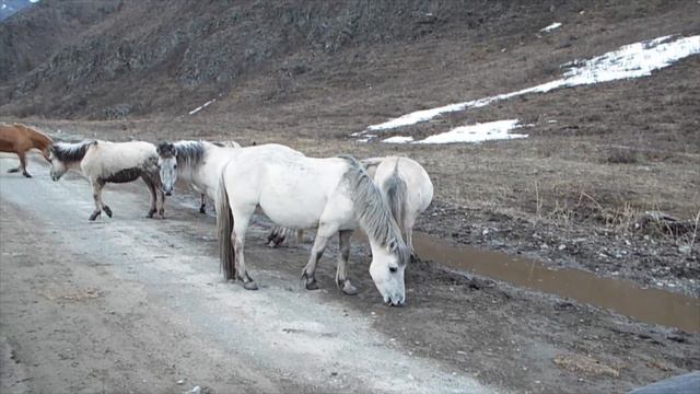 В горах у реки Катунь весной 2017. смотреть онлайн