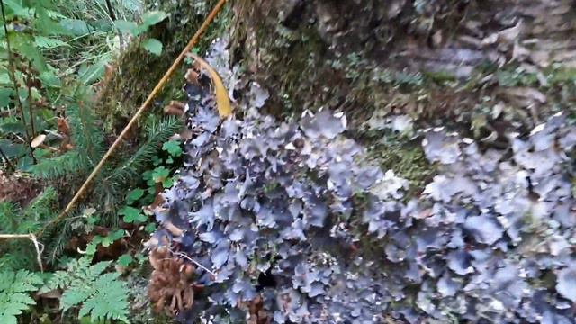 Люди и грибы смотреть онлайн