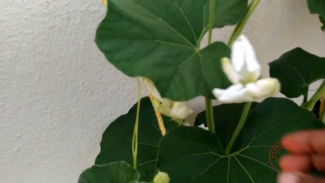 Hand Pollinating Gourds смотреть онлайн