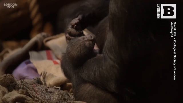 Bundle of Hope: London Zoo Celebrates Birth of Critically Endangered Gorilla Baby смотреть онлайн