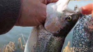 Быстрая Ловля Форели На Поплавок + Искусственная Муха