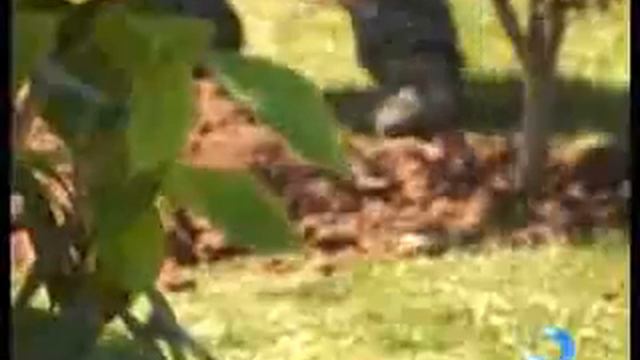 გამწვანების სამსახურმა ბაგრატიონის ქუჩაზე გზაგამყოფ ზოლში 103 ნერგი დარგო