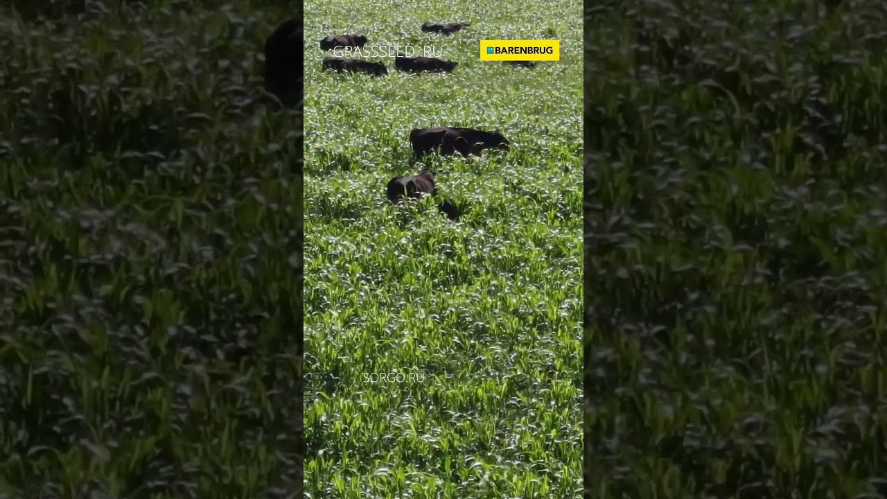 Засухоустойчивое и мощное Пастбище на сорго-суданковом гибриде BMR-6 NUTRITOP STAR смотреть онлайн