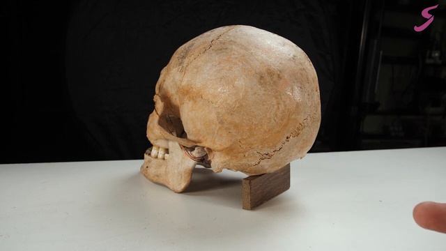 Рисунок. Портрет. Строение черепа-1 смотреть онлайн