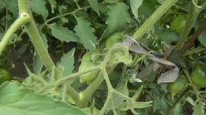 Томат Гордость Марины. Созревание плодов.