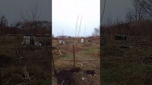 Как посадить тополь пирамидальный.