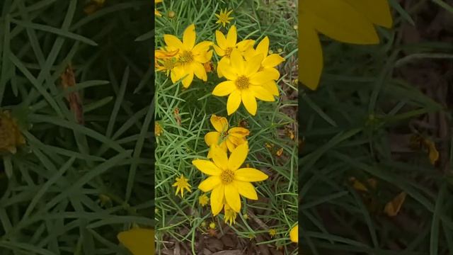 Насекомые сладкоежки США - The insect flying from one flower to another - USA смотреть онлайн