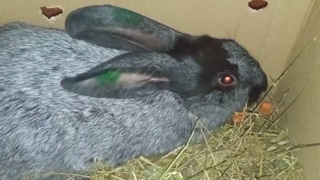 Кролики породы Полтавское Серебро Лучшая порода по Набору Веса на Зерне и Зерносмеси без Комбикора смотреть онлайн