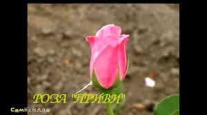 Жил-был художник один...)