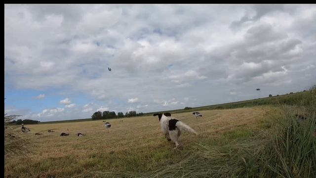 Goose hunting - 20 birds смотреть онлайн