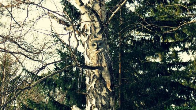 Как поймать сову в кадр смотреть онлайн