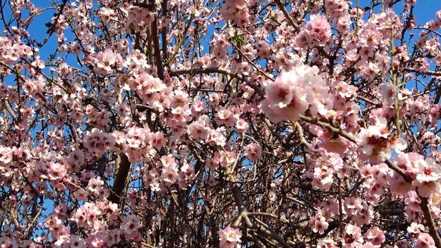 Израиль. Лес и цветущий миндаль. смотреть онлайн