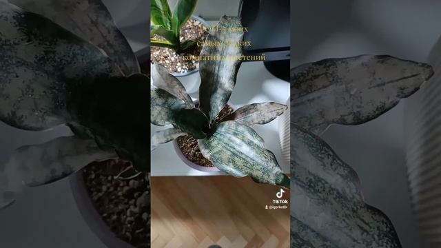 ТОП-5 моих самых редких комнатных растений. смотреть онлайн