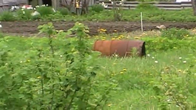 2013 г . Что происходит с участками вокруг , если нет пропалывателя МПЗ - 85 .Без комментариев . смотреть онлайн