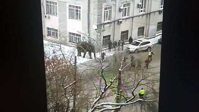 СЛОН СБЕЖАЛ ИЗ ЦИРКА В ЕКАТЕРИНБУРГЕ