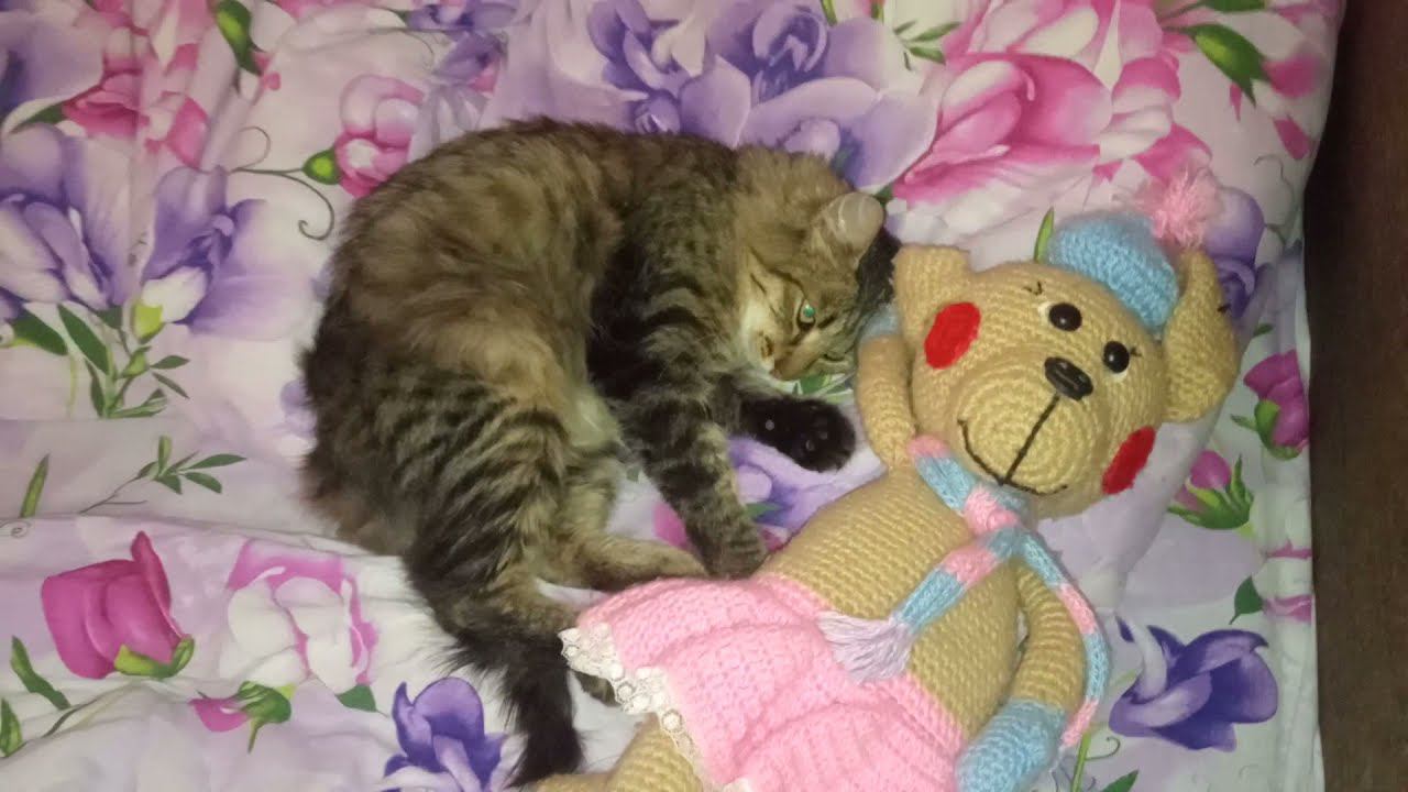 Кот проказник смотреть онлайн