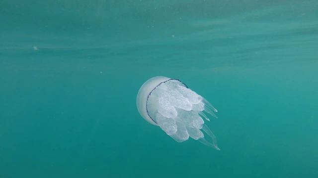 Ялта SUP серфинг