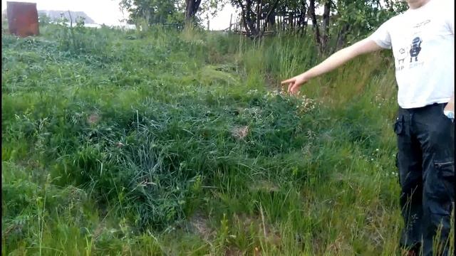 куриный навоз !как удобрение ! смотреть онлайн