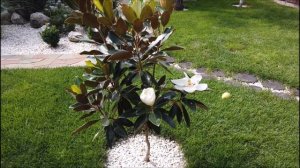 Магнолия Грандифлора, (Крупноцветковая) Little Gem зона 6Б