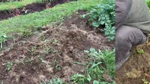 Экспериментируем: сажаем картошку под сено и в мешки