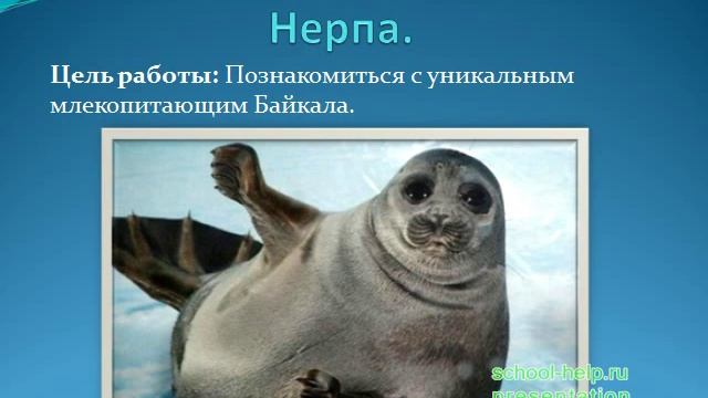Презентация Байкальская нерпа смотреть онлайн