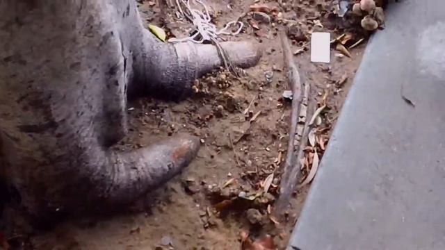 Mushroom Clump смотреть онлайн