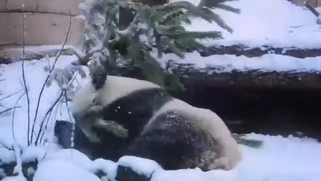 Панда ставит ёлку смотреть онлайн